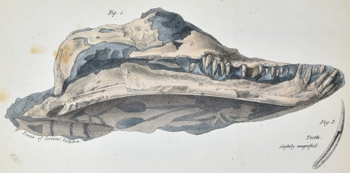 Plesiosaur head